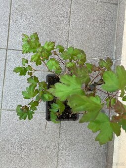 Bonsai, Bonsaj, jamadori, javor babyka - 2