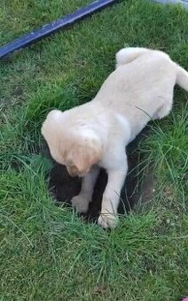 Labrador - 2