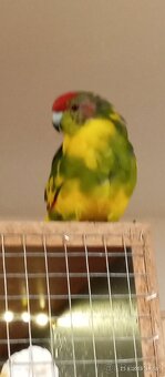 Kakarik - 2