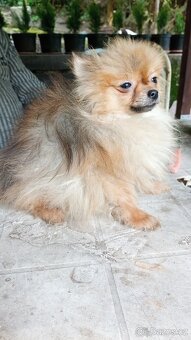 Trpasličí špic-mini fenka/pomeraniana do kabelky - 2