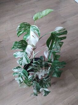 Monstera Albo Variegata - 2