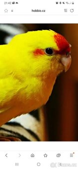 Kakariky par - 2