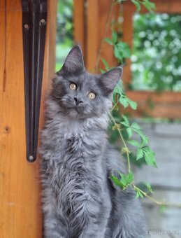 Maine coon, mainska myvalia s PP - 2