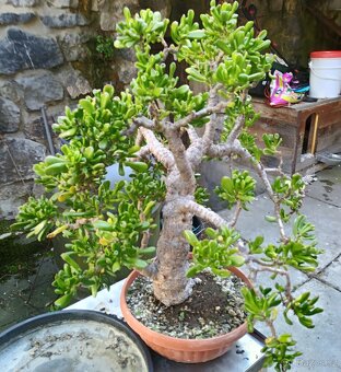 Tlustice - bonsai - Stáří cca 45 let - 2