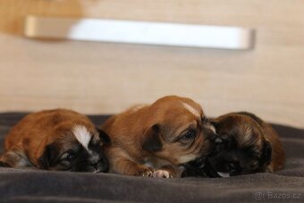 Štěňata kříženci Tibetského španěla a Jack Russella - 2