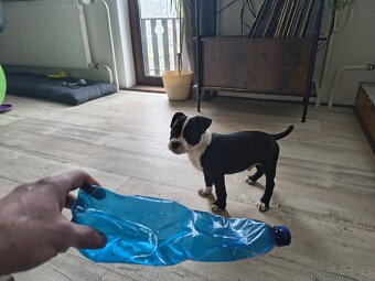 Stafordšírský Bulteriér - 2