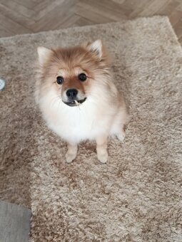 Německý špic. - 2