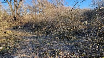 Větve k štěpkování zdarma - 2