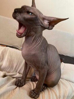 SPHYNX koťátko bez PP - 2
