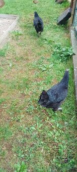 Ayam Cemani - 2