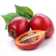 Sazenice Tamarillo - 2