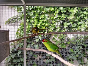 Kakariki rudocely - 2