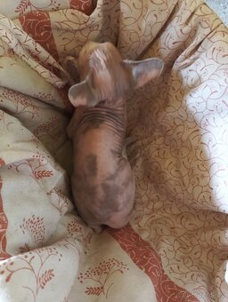 Sphynx koťátka - 2