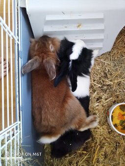 🐰🐰 Daruji pár zakrslých králíků – Leo a Lilu + klec a přís - 2