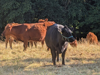 Prodám jalovici 75% Aberdeen Angus - 2
