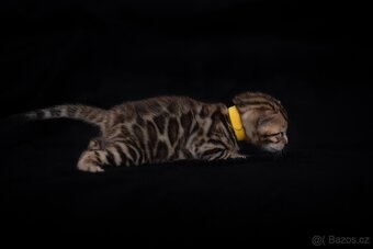 Bengálská hnědá kočička s PP - 2
