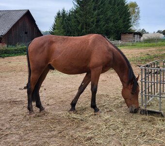 🐴 Na prodej – mladý valach s milionovou povahou 🐴 - 2