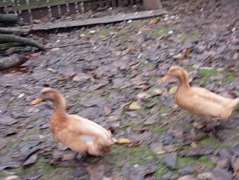 Kačeři kachny sazke - 2