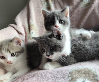 Britská koťátka modrá bicolor - 2