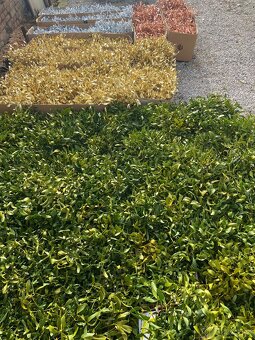 Vánoční Jmeli - 2