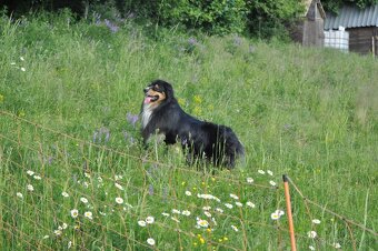 Austrálsky ovčák/krytie/ - 2