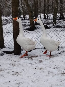 Husa česká královská - 2