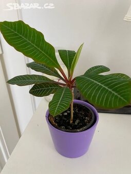 Pokojové rostliny, nenáročné - 2