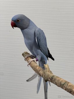 Alexandr malý-  krotký - 2