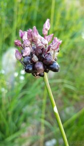 Česnek ořešec - Allium scorodoprasum 200 cibulek 50 Kč - 2