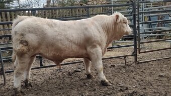 Plemenný býk Charolais - 2