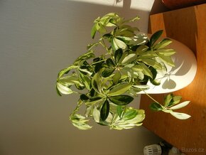 Šeflera panašovaná - 2