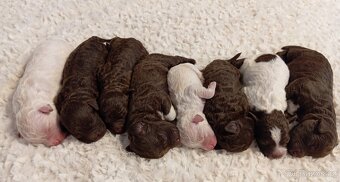 Lagotto romagnolo - 2