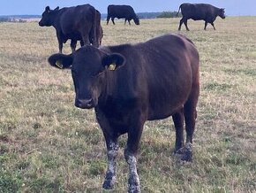 Býk jatečný Aberdeen Angus BIO - 2