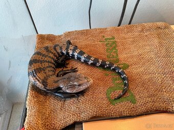 blue tongue skink - 2