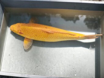 KOI kapr cca 50cm - 2
