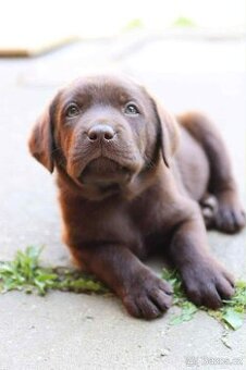 Hnědý labrador štěňátko - 2
