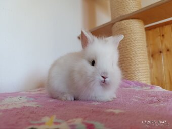 Zakrslí králíci teddy, lvíček, krátkosrstý - očkovaní - 2