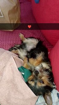 Jokšír křížený s čivavu - 2