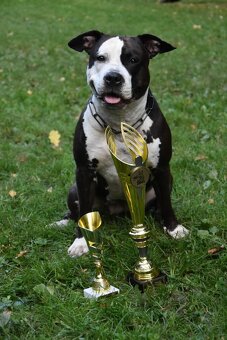 🐾 Americký stafordširský teriér – štěňátka s PP k rezervaci - 2