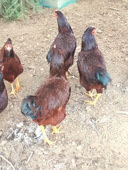 Rodajlendka červená - 2