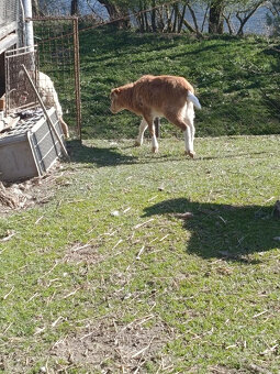 kamerunský beránek - 2