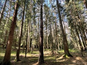 Lesní pozemek 9483m2, k.ú. Zahrádky, Strmilov - 2
