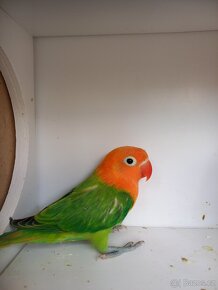 Agapornis Fischeri - 2