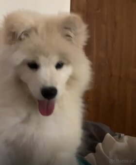 Samojed 6 měsíců - 2