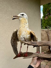 Racek - preparace, vycpanina - 2