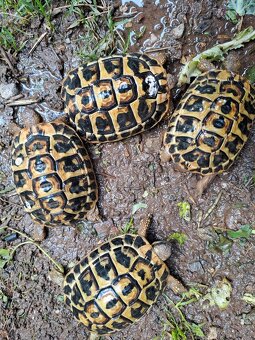Dva páry Testudo Hermanni Hermanni - 2