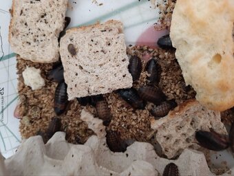 Šváb argentinský - 2