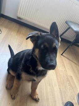 Německý ovčák - 2