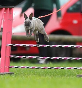 zakrslý králik - 2