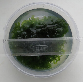 mech do akvária - 2